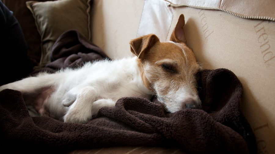Jack Russel sleeping
