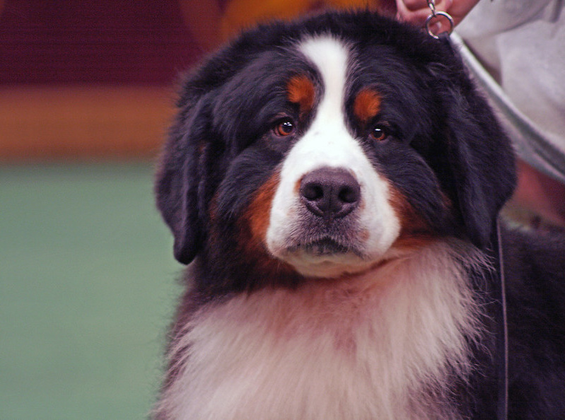 Bernese Mountain Dog looking directly at you