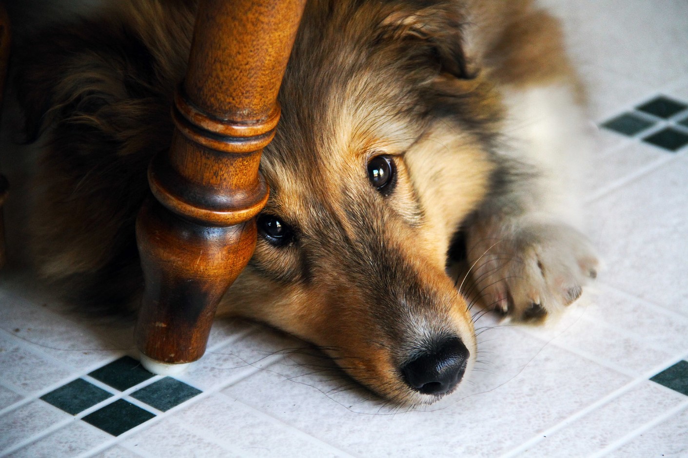 Dog lying under a table