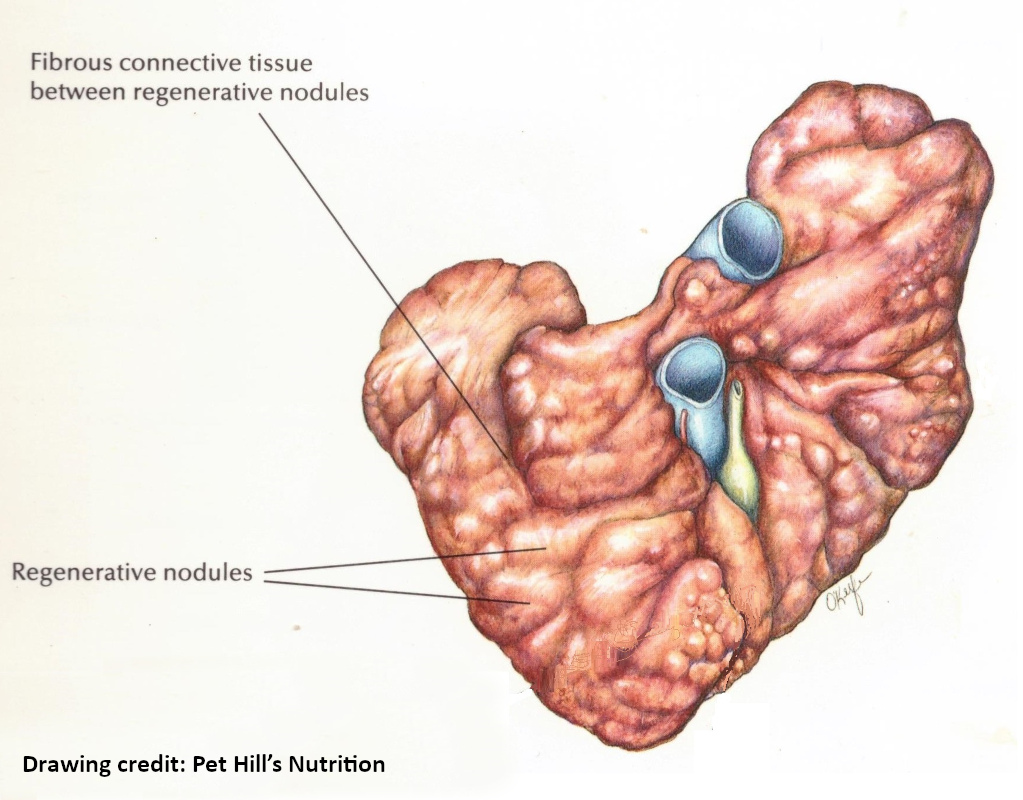 Drawing credit: Pet Hill’s Nutrition Liver showing Fibrous connective tissue between regenerative nodules